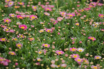 a daisy flowers on back ground of the season landscape.