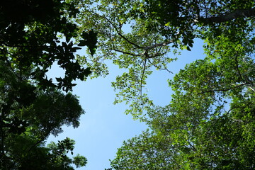 Nature tree environment and abundant forest with the Sun Day in Thailand.