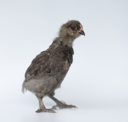 Brown color of little chick standing on a white background.