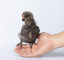 Brown color of little chick standing on a human hand with white background.