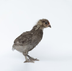 Brown color of little chick standing on a white background.