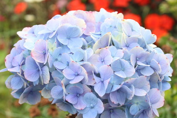 Macro shot of a beautiful blue flower blooming in spring with beauty and nature.