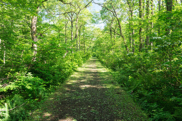 Obraz premium 新緑と並木道