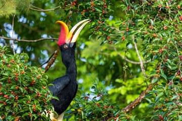 The Rhinoceros Hornbill (Buceros rhinoceros) has a prominent golden-yellow horn, called a casque, on the top of its beak
