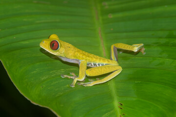 Red-eyed tree frog (Agalychnis callidryas), Osa Peninsula, Costa Rica