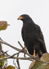 The mangrove Black-hawk (Buteogallus subtilis)