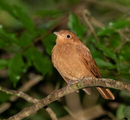 The rufous mourner (Rhytipterna holerythra), Carate, Costa Rica