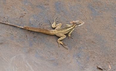 Striped Basilisk (Basiliscus vittatus), Rio Tarcoles, Costa Rica