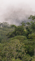 Cloud Forest landscape, Costa Rica