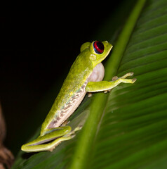 Red-eyed tree frog (Agalychnis callidryas)