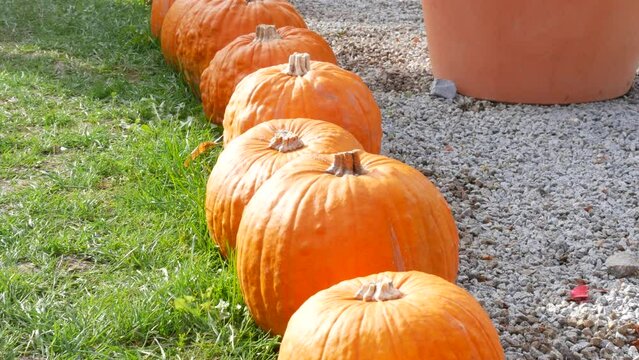 Row of large large round orange pumpkins on green grass. Preparing for Halloween