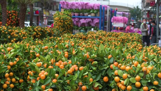 A street stall selling kumquat trees, also known as tangerine trees, a typical Chinese New Year (CNY) decorative ornament for households and businesses ahead of the Lunar Chinese New Year.