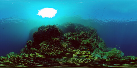 Fototapeta premium Tropical Fish Corals Marine Reef. Underwater Sea Tropical Life. Tropical underwater sea fishes. Underwater fish reef marine. Tropical colorful underwater seascape. Philippines. 360 panorama VR