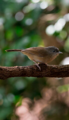Gray or greyish white eyes No white or light skin around the eyes Forehead to occipital gray The face and the head are brown. Above the eyes is a thin black eyebrows. The body is yellowish brown.