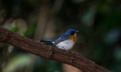 Blue-throated Blue Flycatcher Orange breast, white belly, dark blue neck or just a little concave...