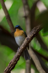 Blue-throated Blue Flycatcher Orange breast, white belly, dark blue neck or just a little concave The chest flanks are brownish-orange, the belly white, the head and the upper body darker blue.