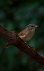 Gray or greyish white eyes No white or light skin around the eyes Forehead to occipital gray The face and the head are brown. Above the eyes is a thin black eyebrows. The body is yellowish brown.