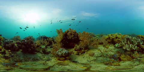 Fototapeta na wymiar Marine life sea world. Underwater fish reef marine. Tropical colourful underwater seas. Philippines. 360 panorama VR