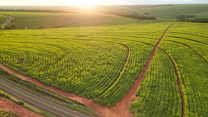 Sugar cane hasvest plantation aerial. Aerial top view of a agriculture fields. Sugar Cane farm. Sugar cane fields view from the sky. Cana-de-açúcar produzindo energia renovável. Etanol. 4K. © Raje Photos Stock