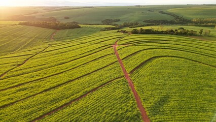 Sugar cane hasvest plantation aerial. Aerial top view of a agriculture fields. Sugar Cane farm. Sugar cane fields view from the sky. Cana-de-açúcar produzindo energia renovável. Etanol. 4K. © Raje Photos Stock