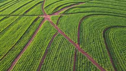 Sugar cane hasvest plantation aerial. Aerial top view of a agriculture fields. Sugar Cane farm. Sugar cane fields view from the sky. Cana-de-açúcar produzindo energia renovável. Etanol. 4K. © Raje Photos Stock