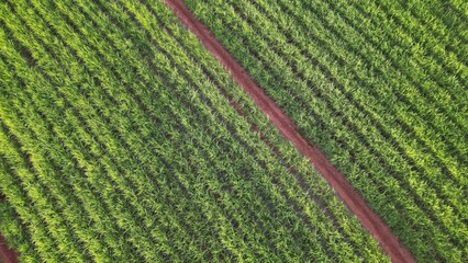 Sugar cane hasvest plantation aerial. Aerial top view of a agriculture fields. Sugar Cane farm. Sugar cane fields view from the sky. Cana-de-açúcar produzindo energia renovável. Etanol. 4K. © Raje Photos Stock