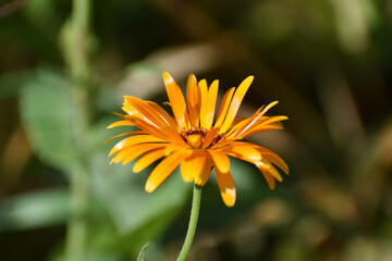 Florals of a flower garden
