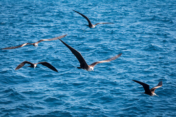 Aves marinhas em pleno voo