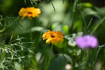 Fourth of July firework display
