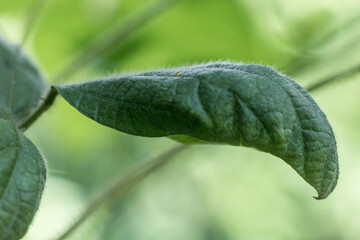Folha verde dobrada e côncava