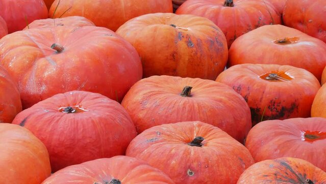 Pumpkin harvest. Smooth row of huge number of various pumpkins on the field in the autumn rays of the setting sun. Red or orange Pumpkins of various shapes and sizes. Halloween preparation