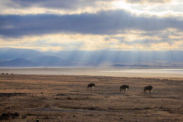 Obraz premium Tranquil Sunrise with Early Morning Rays Shining on Wildebeests in Tanzania