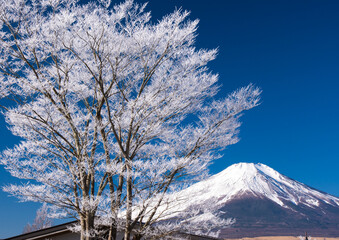 富士山と霧氷