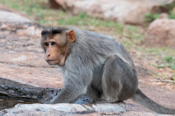 Bonnet macaque or Macaca radiata, or zati, observed in Hampi, India