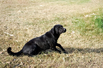 The black dog was sitting on the grass field, its glossy coat shining in the afternoon sunshine.....