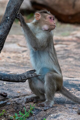 Bonnet macaque or Macaca radiata, or zati, observed in Hampi, India