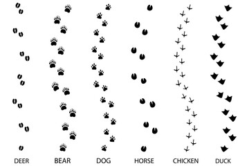 Obraz premium different footprint traces. footprint step traces animals. Vector illustration.