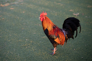 Rooster at Sunrise