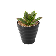 Houseplant in pot cutout, Png file.