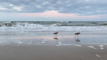 birds on the beach