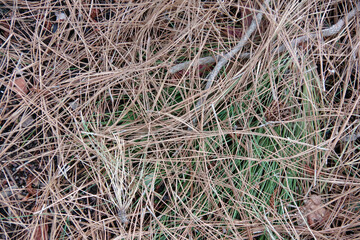 Obraz premium Dry Monterey Pine needles on the ground
