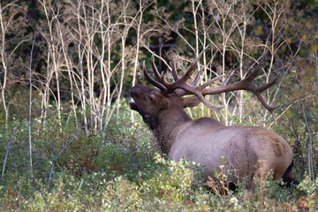 bull elk bugling during the rut