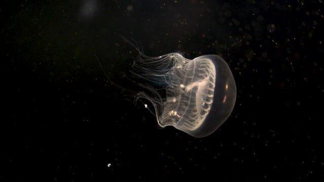 vertical video of a beautiful white jellyfish swimming on a black background
