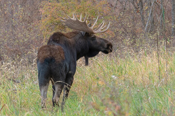 shiras moose at turnbull refuge