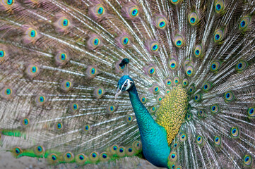 Naklejka premium Indian male peacock. Peacock shows its colorful plumage