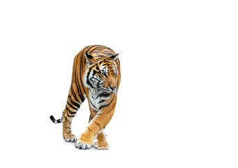 rRoyal Tiger (P. t. corbetti) isolated on white background, combined clipping path. Tiger staring at prey, hunter concept.