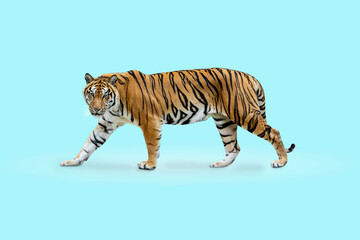 Obraz premium royal tiger (P. t. corbetti) isolated on blue background clipping path included. The tiger is staring at its prey. Hunter concept.