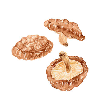 椎茸　出汁 ダシ 和食　水彩 イラスト