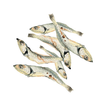 煮干し 魚　出汁 ダシ 和食　水彩 イラスト