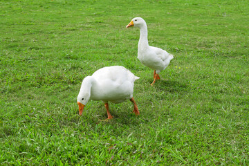 Two white domestic goose. White goose standing on the green grass on the farm
